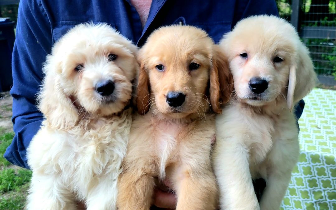 Goldendoodle Puppies Available Now!