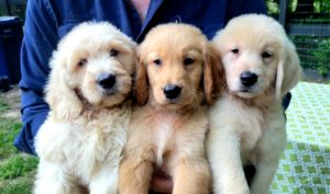 Goldendoodle Puppies In Houston