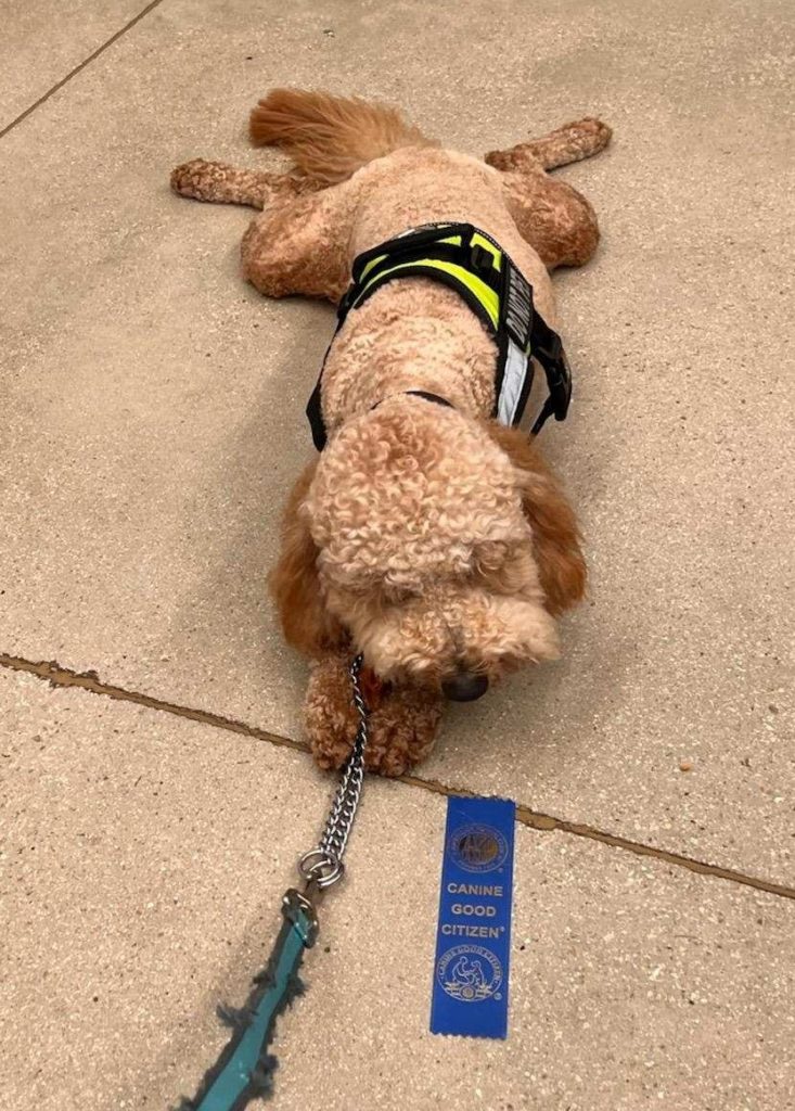 Goldendoodle with his Canine Good Citizen CGC Certification