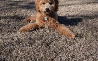 Percy – a Mini Goldendoodle Puppy