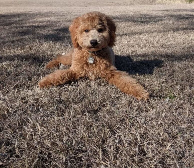 Percy – a Mini Goldendoodle Puppy