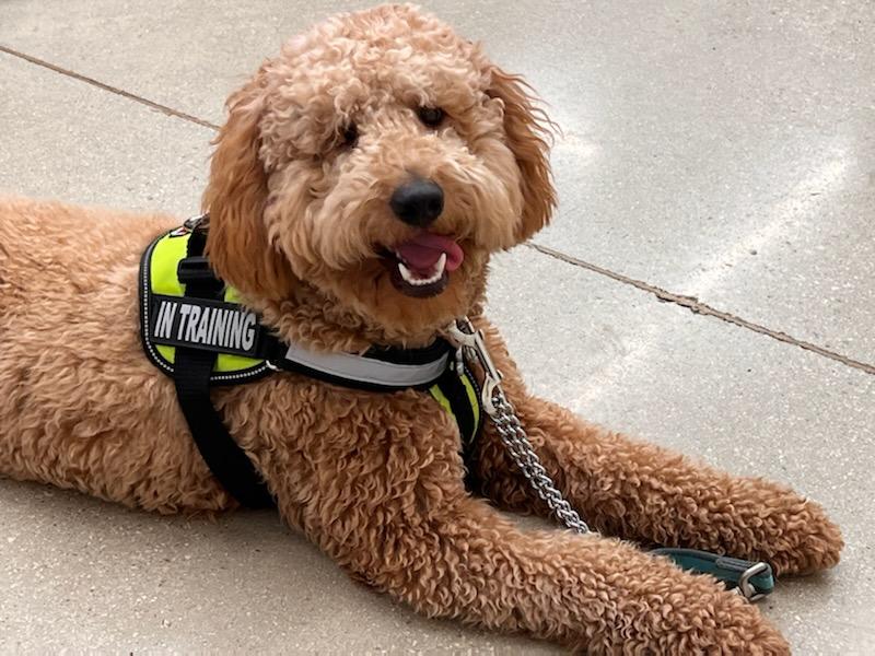 Red Goldendoodle therapy dog in training