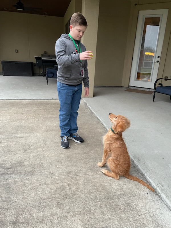 12 week old Doodle pup with his boy 