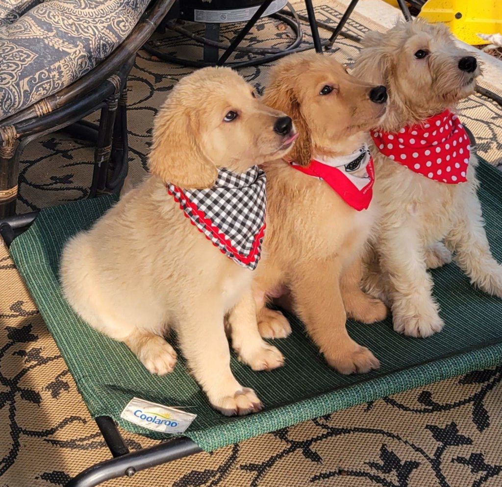 Goldendoodle puppies in Houston, Tx