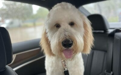 Hats off to Our Goldendoodle Service Dogs