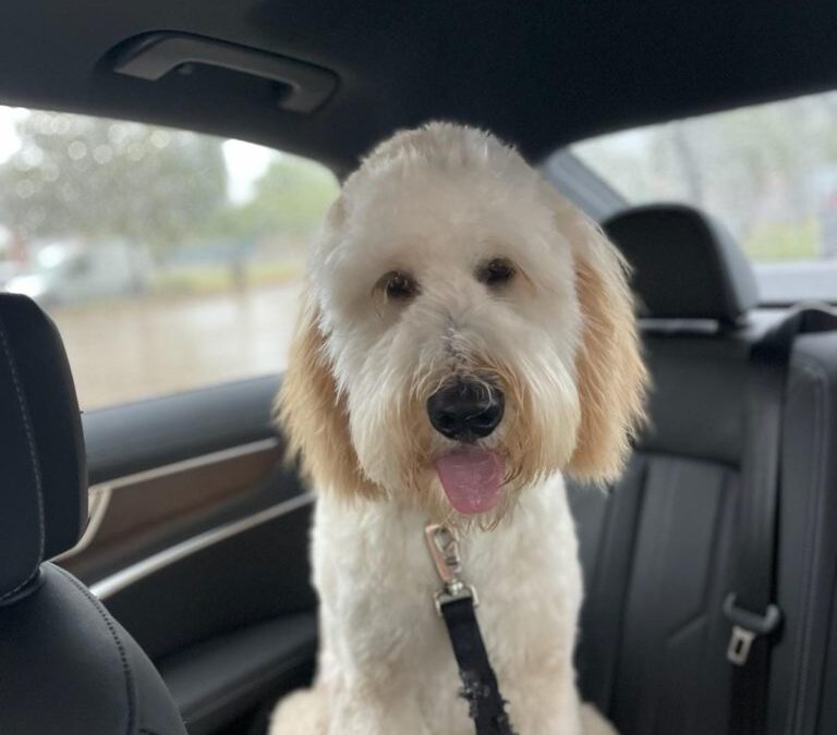 Hats off to Our Goldendoodle Service Dogs