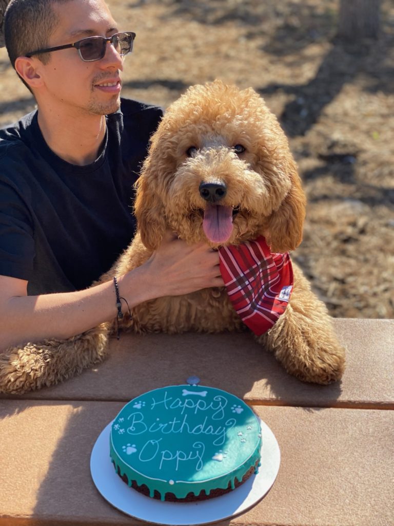 Red goldendoodle in Austin, Texas