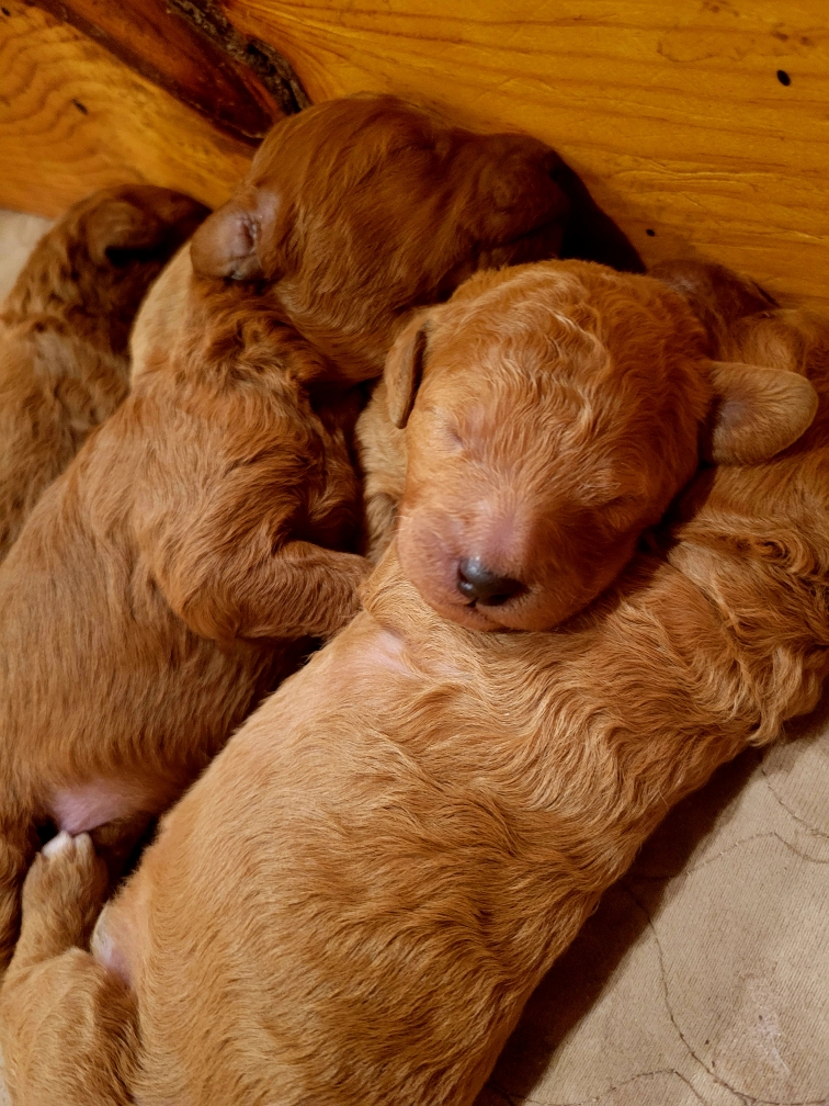 Goldendoodle puppy for sale in Texas - August 2022