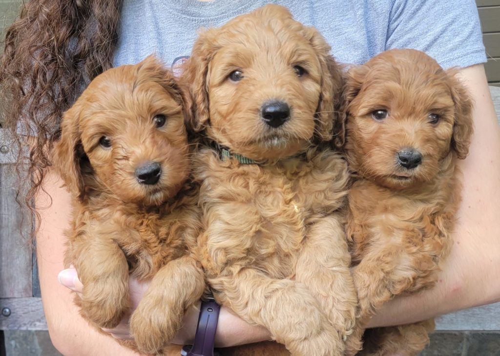 Small and Medium goldendoodle puppies in Houston