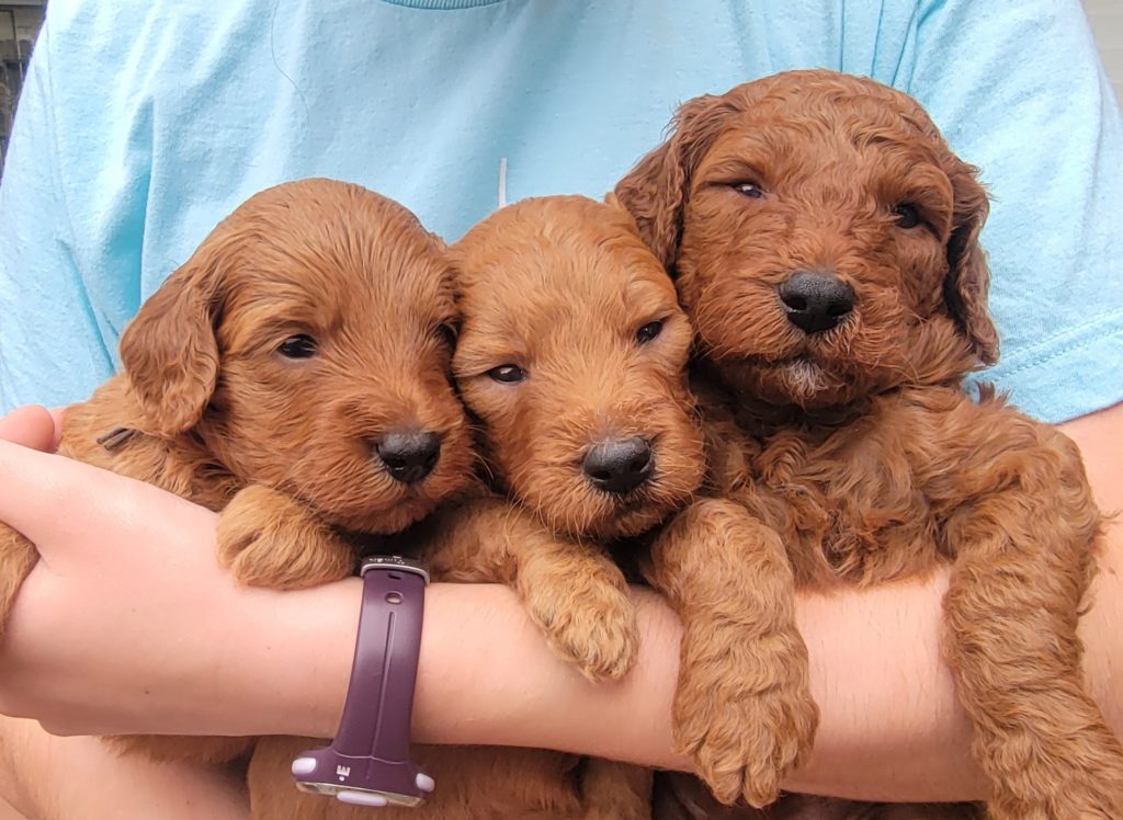 red goldendoodle puppies for sale in Houston