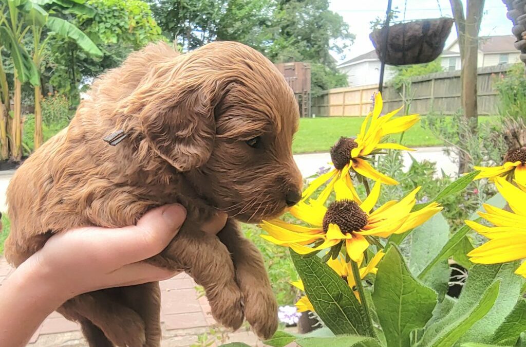 Red Goldendoodle Puppies For Sale