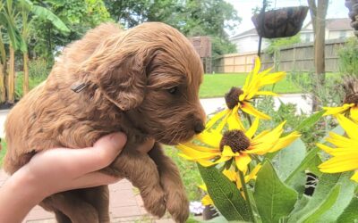 Red Goldendoodle Puppies For Sale