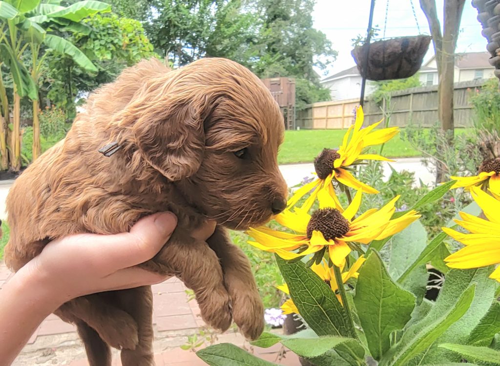 red goldendoodle puppy for sale