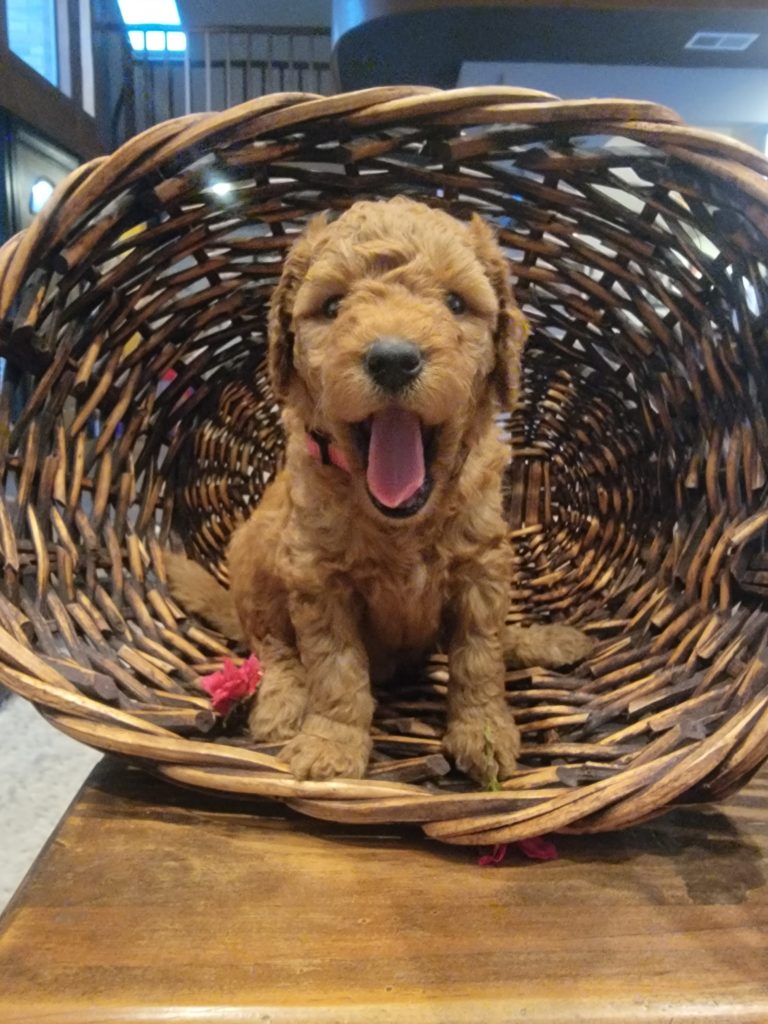 apricot goldendoodle puppy