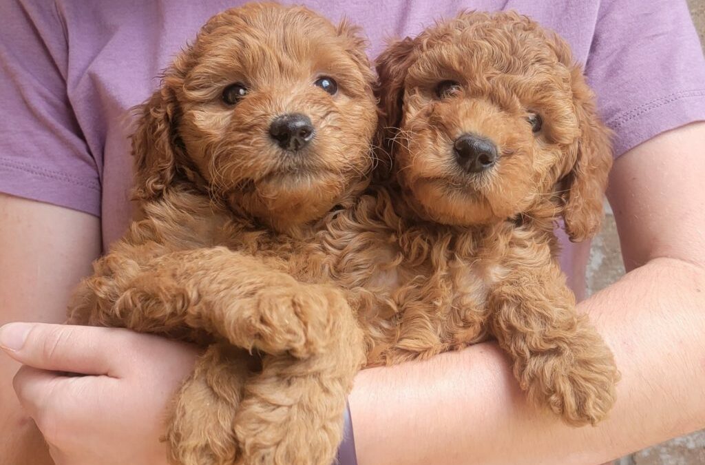 Small and Medium Goldendoodle Puppies in Houston