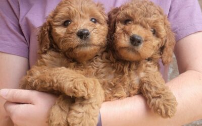Small and Medium Goldendoodle Puppies in Houston