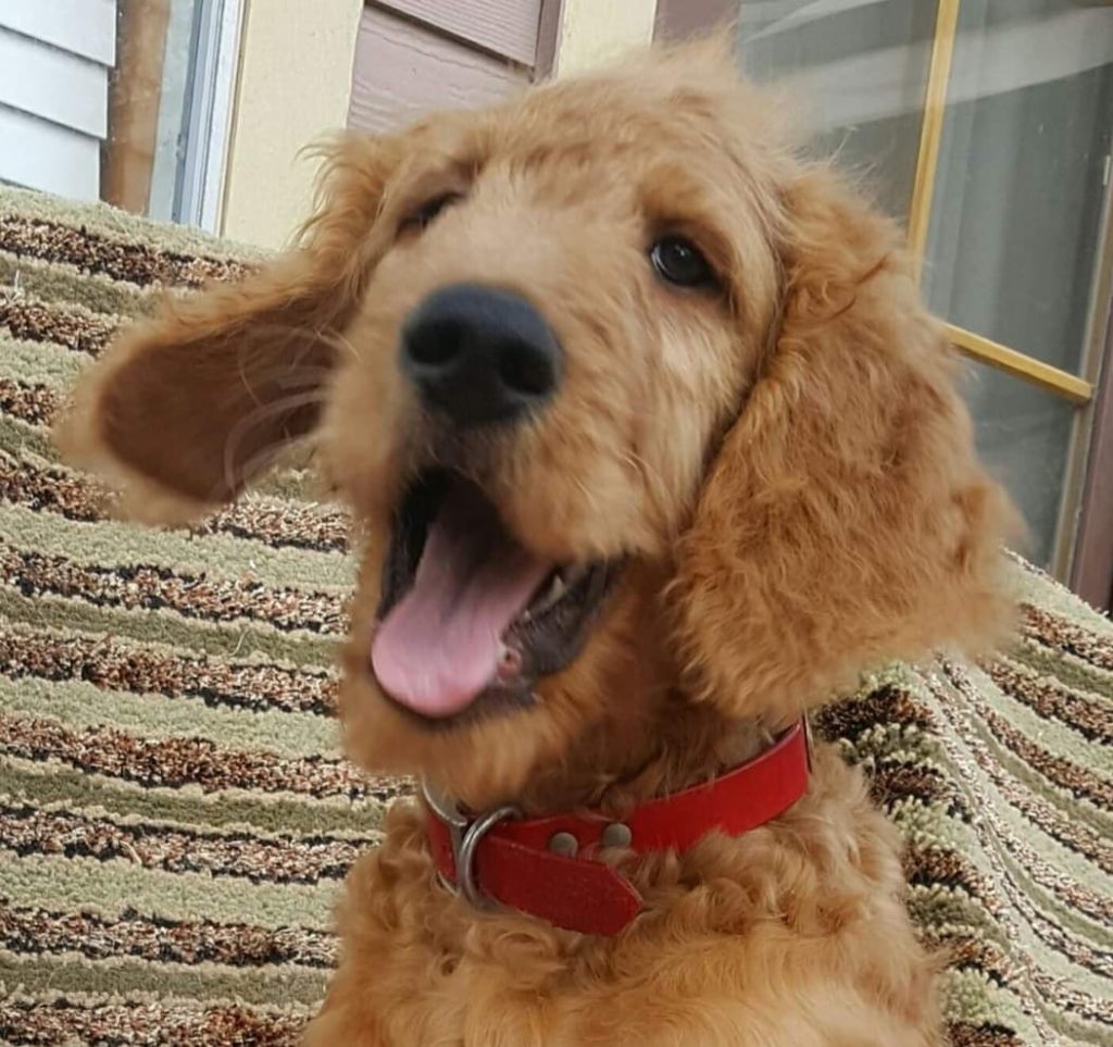 Goldendoodle puppies with floppy ears need regular ear cleansing