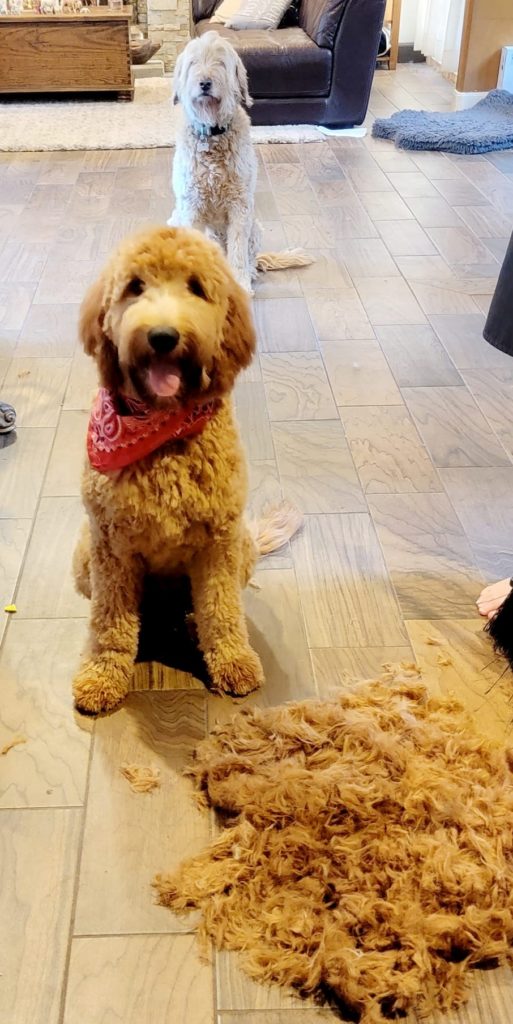 5 month old goldendoodle puppy's first grooming
