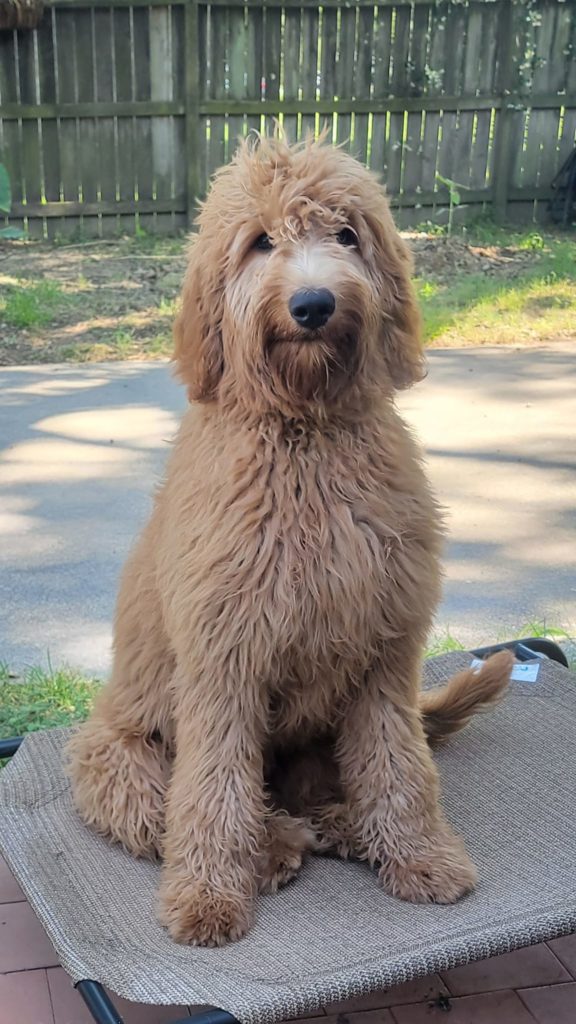 Learn more about grooming a goldendoodle puppy with a shaggy wavy coat 