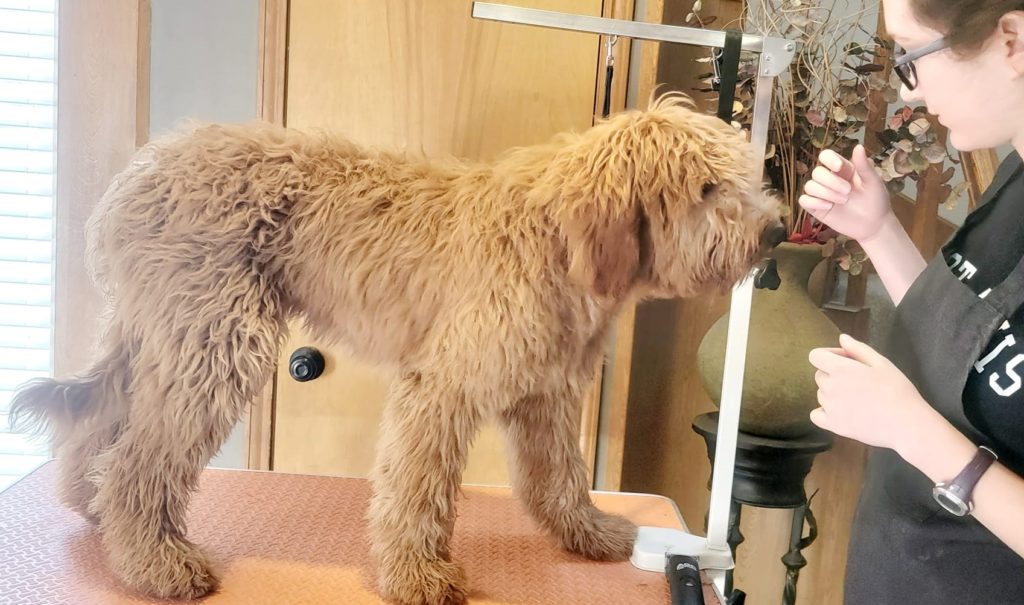 Shaggy Wavy Goldendoodle Puppy is ready for her first grooming session