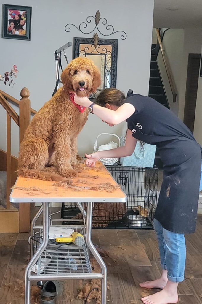 Using a good grooming table makes grooming a goldendoodle puppy easier