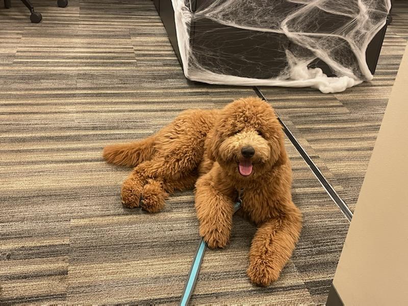 Red goldendoodle puppy in Dallas