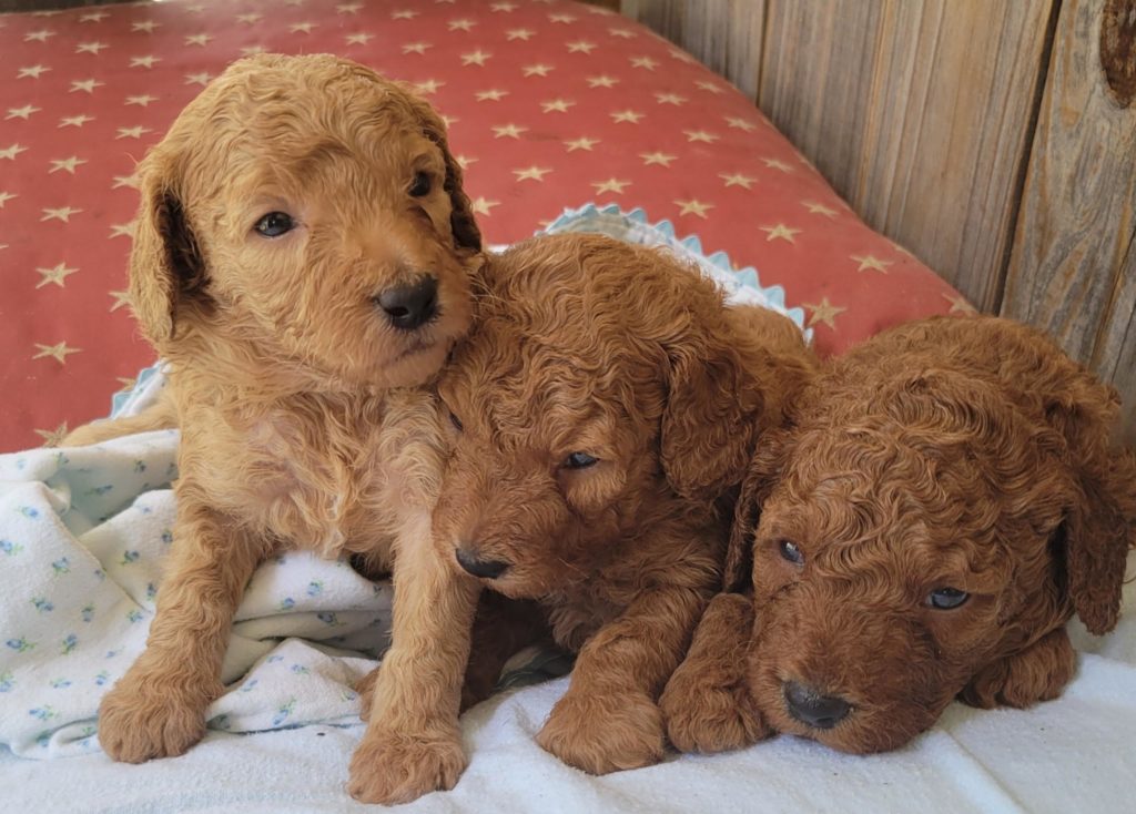 mini goldendoodle puppies available in Houston, Tx