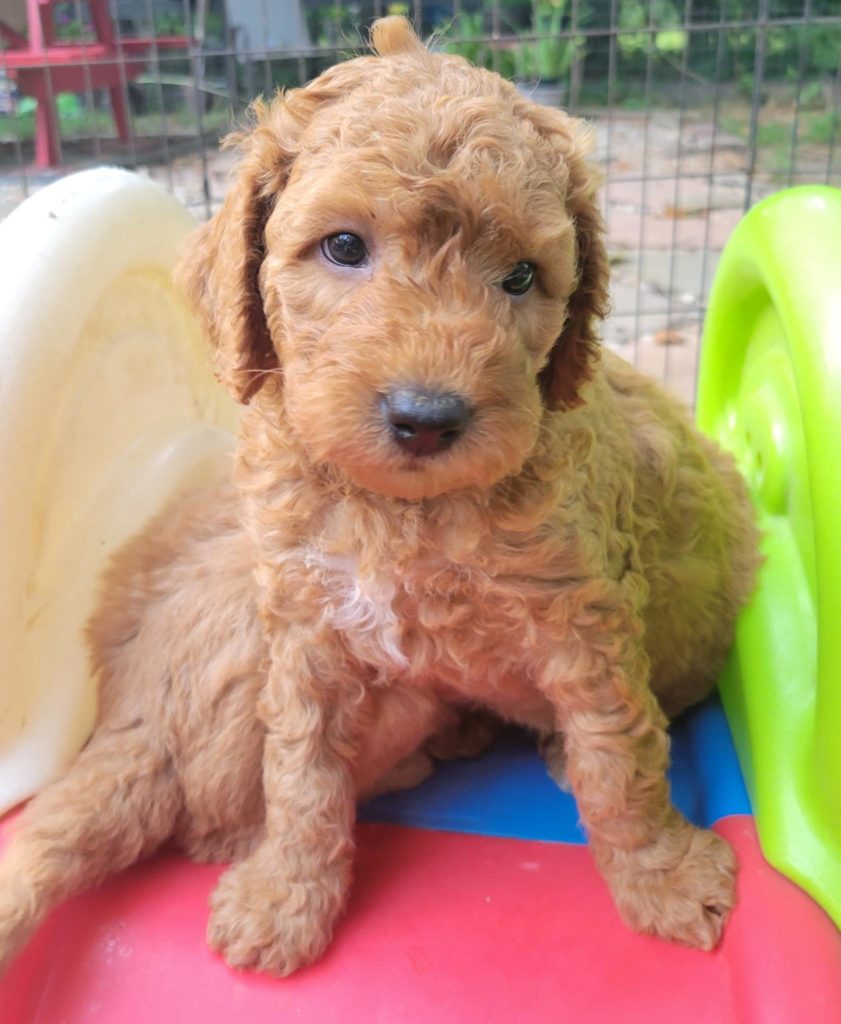 Male mini-goldendoodle puppy available in Houston
