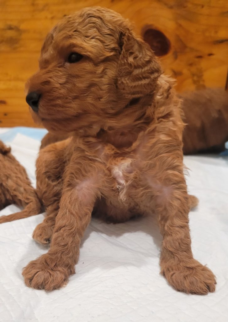 Curly mini goldendoodle puppy - Houston, TX