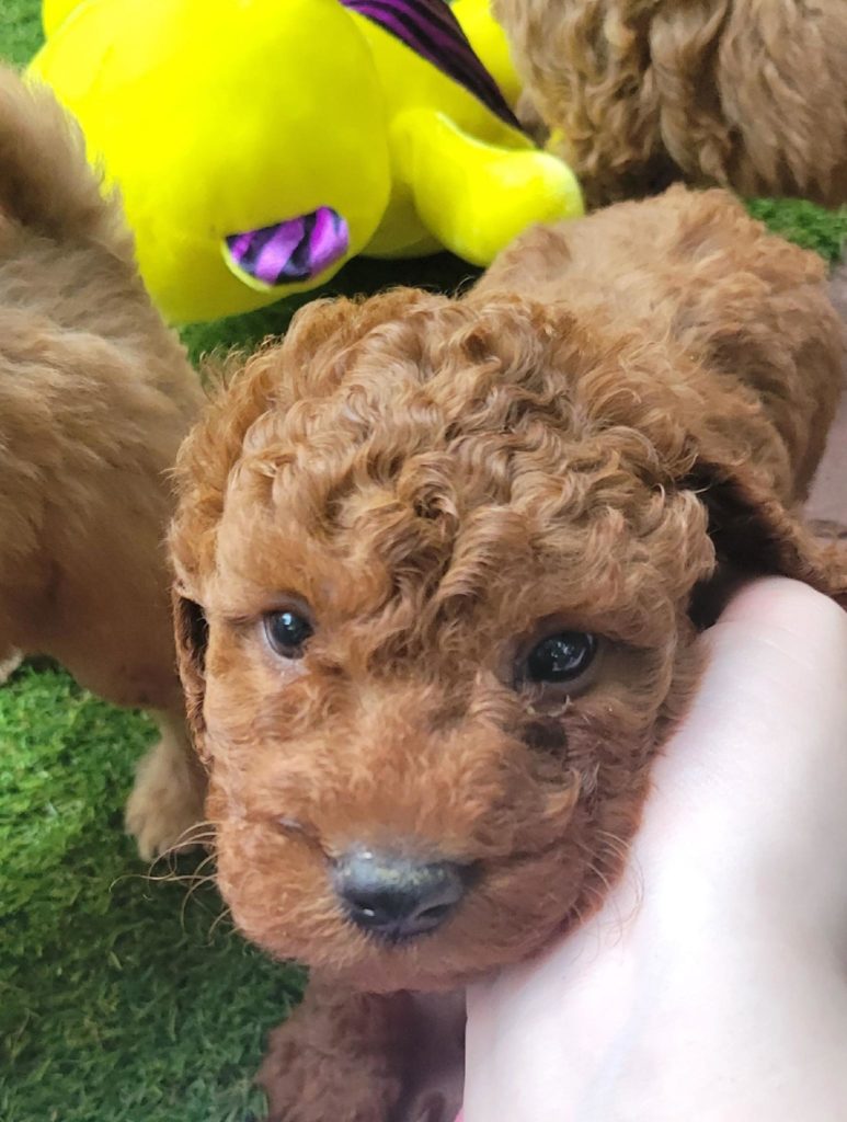 Small goldendoodle puppy available in Houston