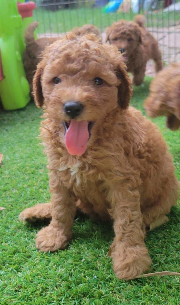 Goldendoodle Puppies in Houston