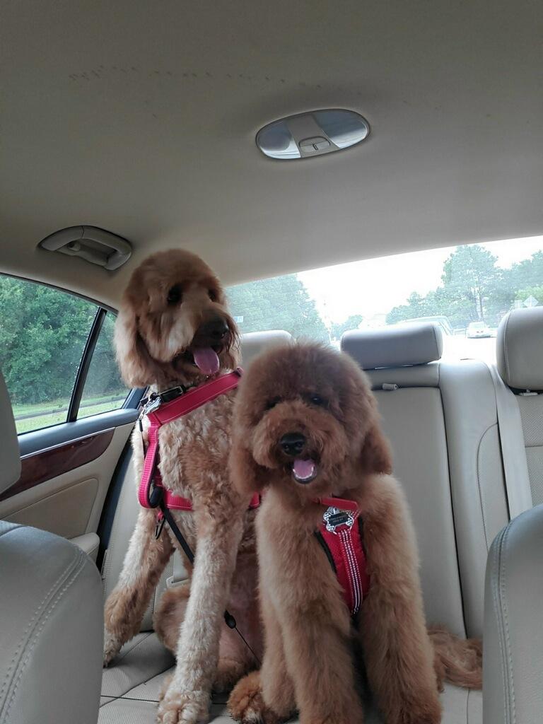 F1b red curly goldendoodle