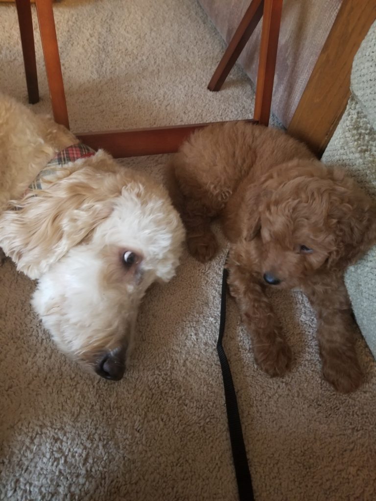 Two goldendoodles are better than one, says Lola