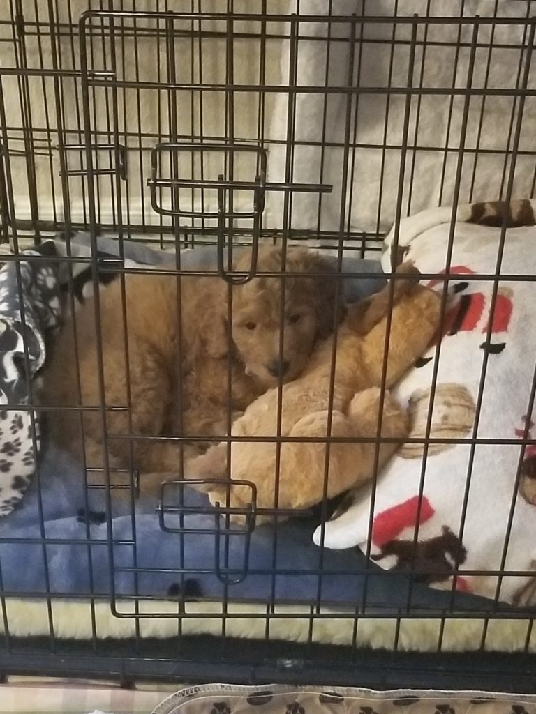 Doodle Puppy crate training