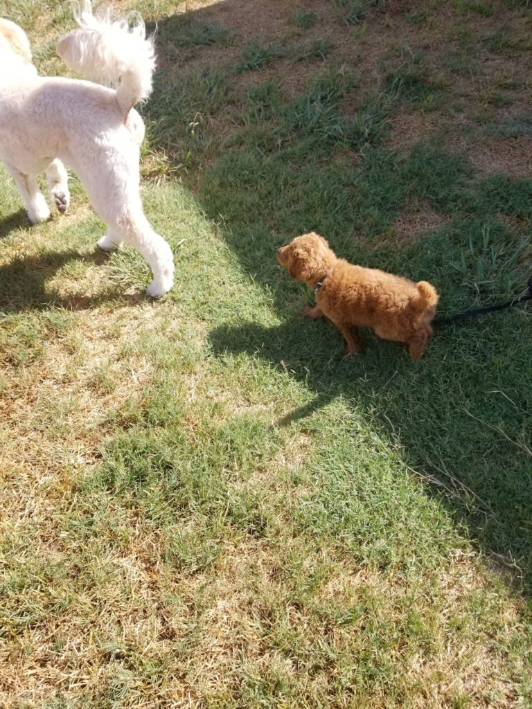 goldendoodle puppy adores his big sister