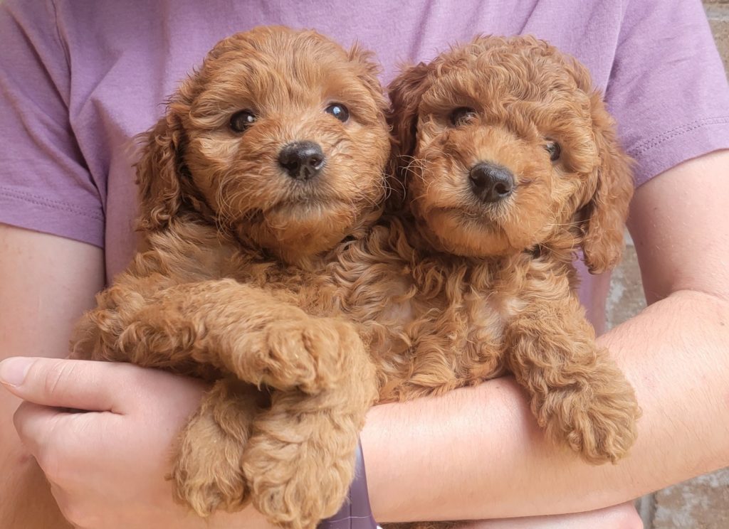 goldendoodle puppies in Houston, Texas - summer 2022