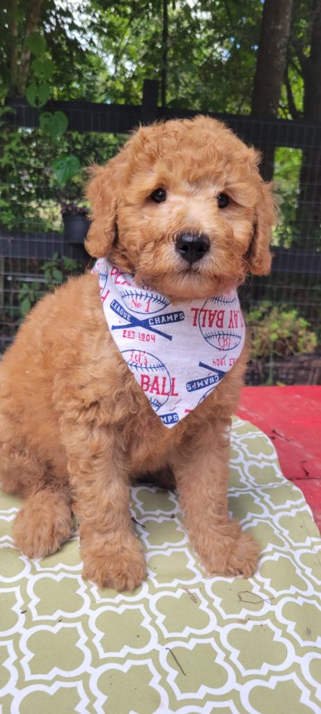 goldendoodle puppy for adoption