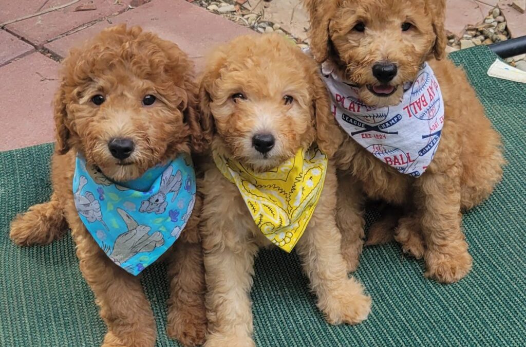 Mini-Goldendoodle Puppies For Sale