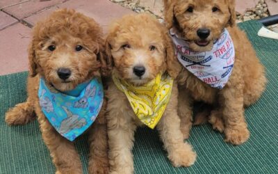 Mini-Goldendoodle Puppies For Sale