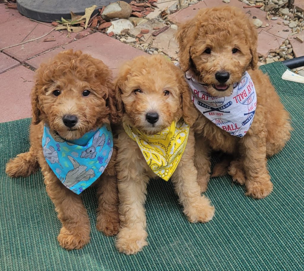 goldendoodle puppies available August 2022