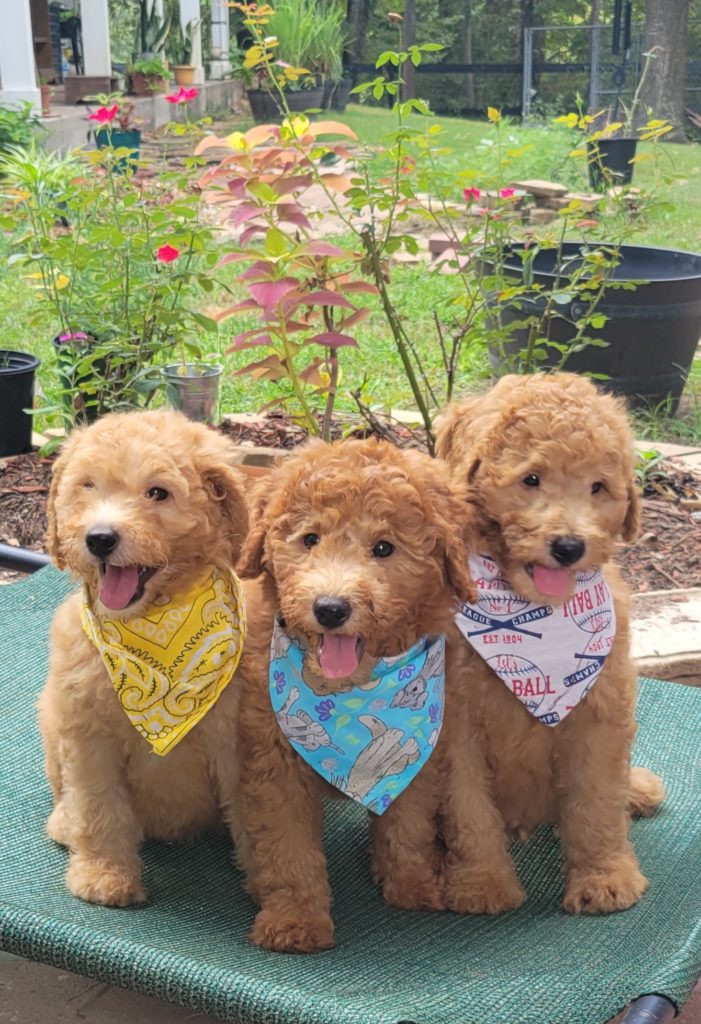 mini-goldendoodle puppies for sale in Houston, Tx