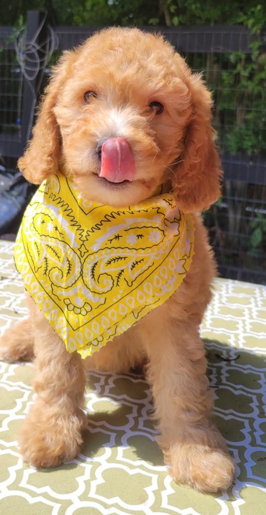 Female mini-goldendoodle puppy in Houston