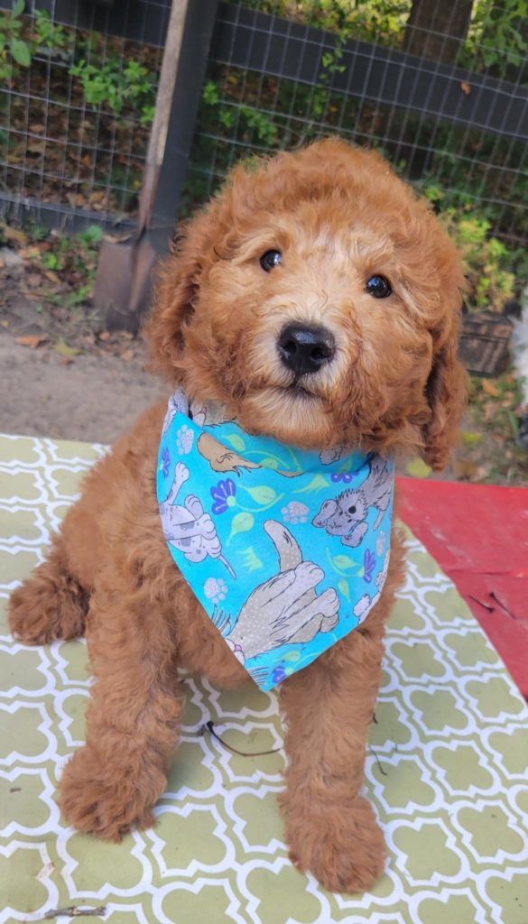 Male goldendoodle puppy, Houston, Tx