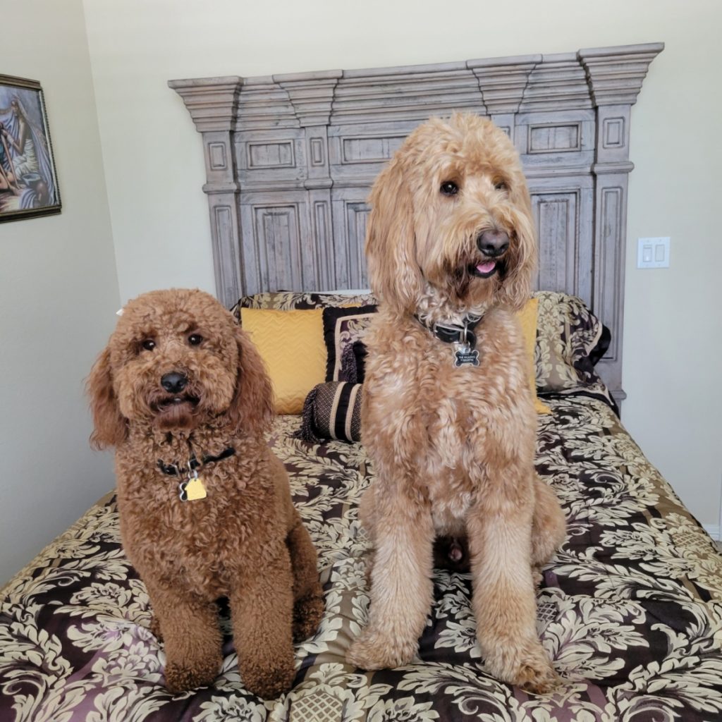 Standard goldendoodle with a mini goldendoodle