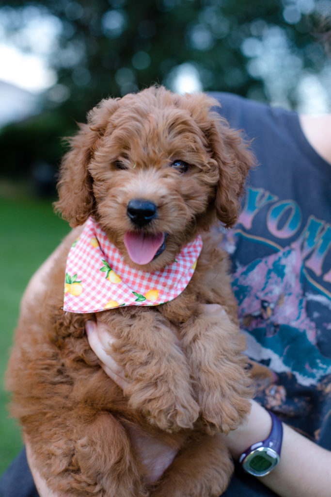 Sunny, a goldendoodle puppy for sale