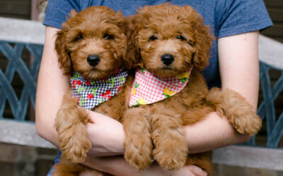 Goldendoodle Puppies for Sale Now