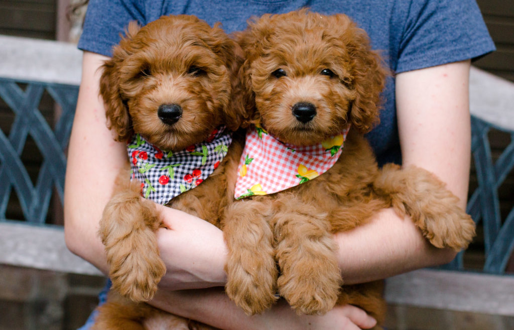 Goldendoodle Puppies for Sale Now