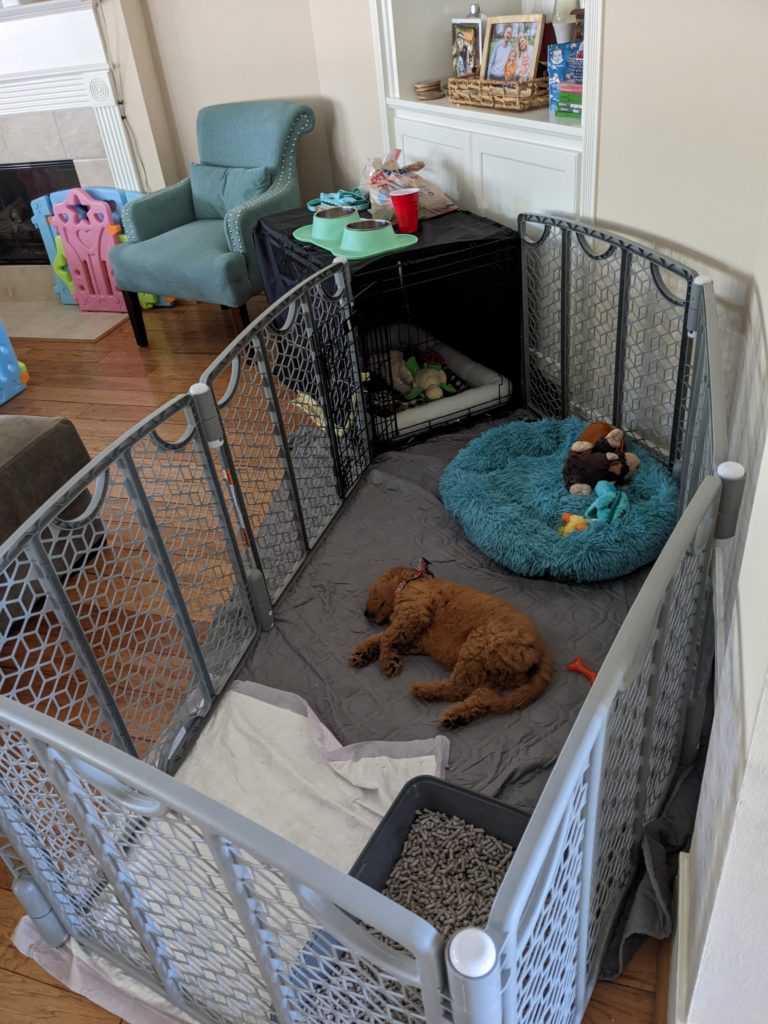 Goldendoodle puppy in playyard with attached dog crate