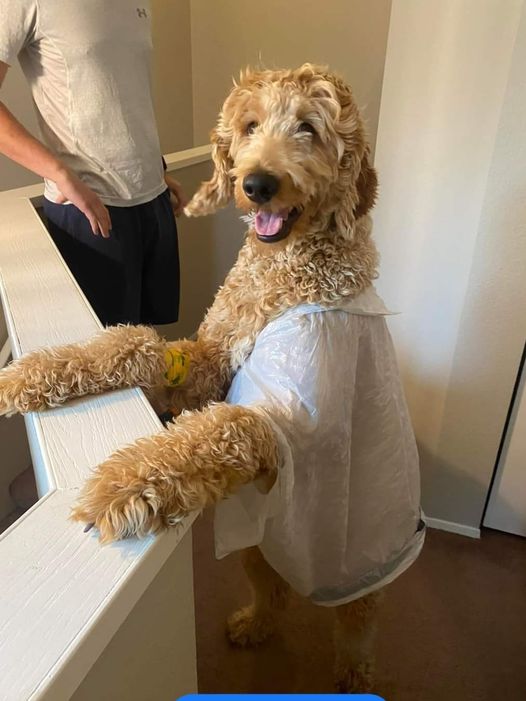Henry, the goldendoodle, trying his paw at doodle fashion designer