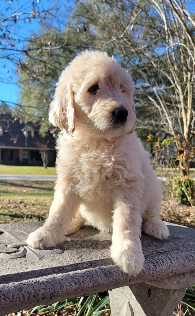 Cream female goldendoodle puppy for sale in Houston